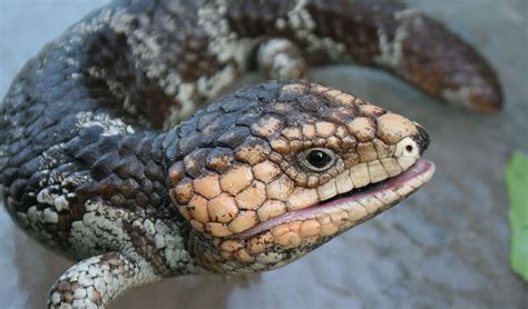 Worlds First Lizard Nidovirus Found In Aussie Bobtails Blue Tongue