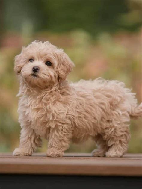 Maltipoo Dog Breed Complete Guide A Z Animals