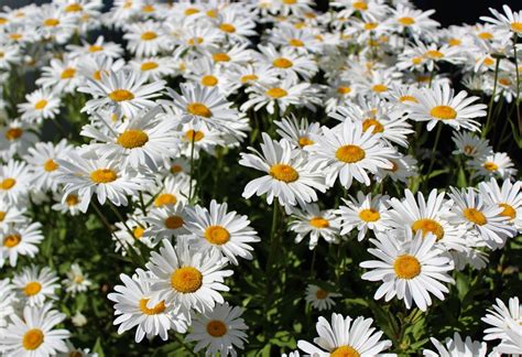 Different Types Of Daisies And What They Look Like Plantsnap