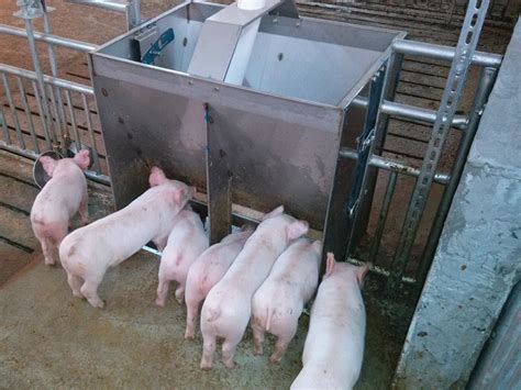 Wholesale Stainless Steel Automatic Pig Feeder Sow Feeding Troughs