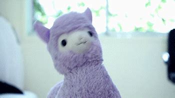 100 animated images of embarrassment, shyness. dancing llama on Tumblr
