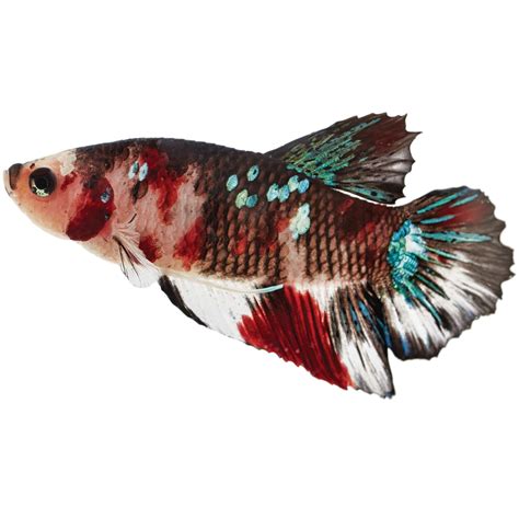 Bettas are a popular pet fish, requiring little space and an easy diet of flake foods. Male Koi Betta for Sale: Order Online | Petco