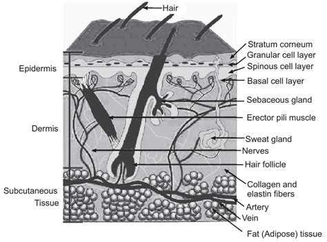 Diagrammatic Section Of The Skin Illustrating The Dif