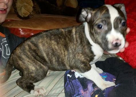We have everything you need for a truly enjoyable experience with a new pitbull puppy for your home. UKC RAZORS EDGE PR PITBULL BULLIE APBT PUPPIES for Sale in ...