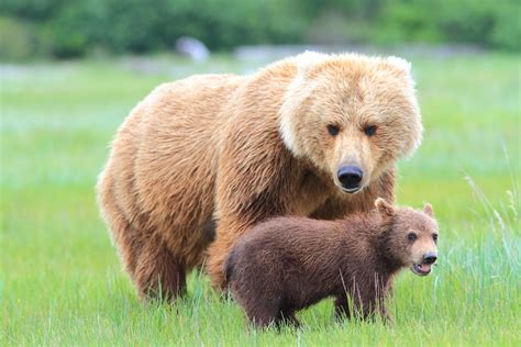 Grizzly Mother And Her Cub A Mothers Look