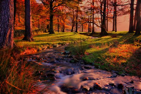 Nature Landscape Sunset Forest Tree Autumn River Trees