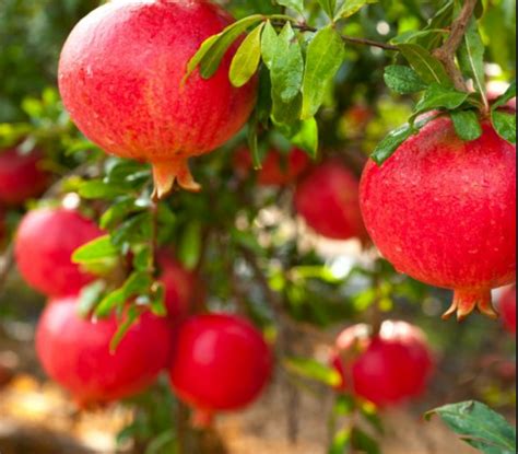 007 डाळिंब मित्र Social Media Initiative For Pomegranate Farmers