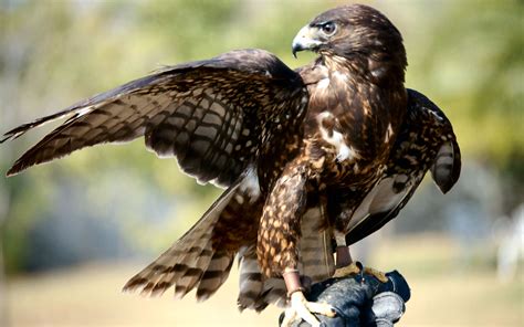 A good approach in identifying hawks is to start by determining what it is not. Hawk - Facts about Hawks | Passnownow