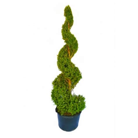 Online Orchards 5 Gal Dwarf Alberta Spruce Shrub With Formal Topiary
