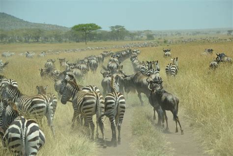 This Was The Amazing Spectacle During The Great Migration On The