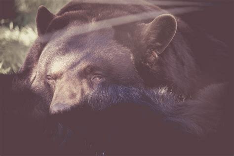 Free Picture Bear Wild Animal Black Bear
