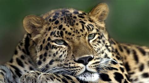 Animals Leopards Amur Leopard Wallpapers Hd Desktop And Mobile