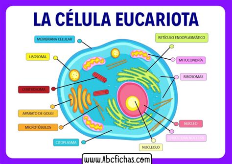 Celula Eucariota Y Sus Partes Abc Fichas Images Images And Photos
