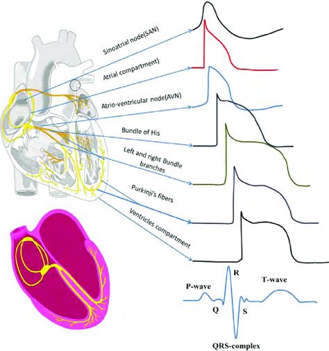 7 Right Side Cardiac Electrical Conduction System Morphology And
