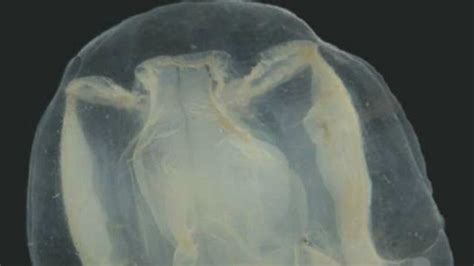 New Jellyfish Named After Curious Australian Schoolboy
