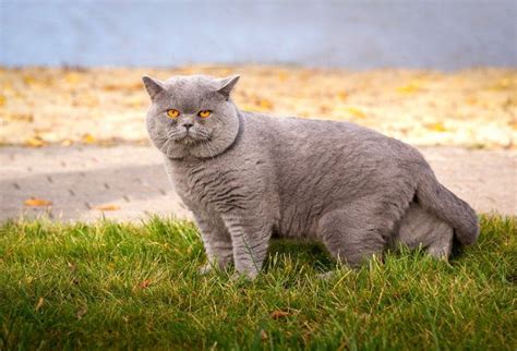 Kucing British Shorthair Harga Karakteristik Dan Perawatan Kucingmania