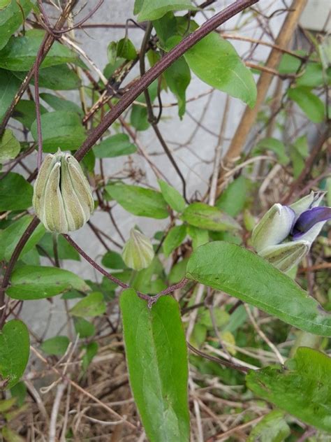 Huge collection, amazing choice, 100+ million high quality, affordable rf and rm images. Purple clematis flower buds | Purple clematis, Clematis ...