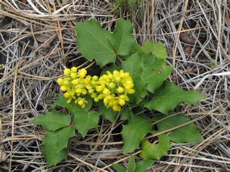 The roots are harvested in late autumn or early spring and dried for later use 238. E-Flora BC: Electronic Atlas of the Flora of BC