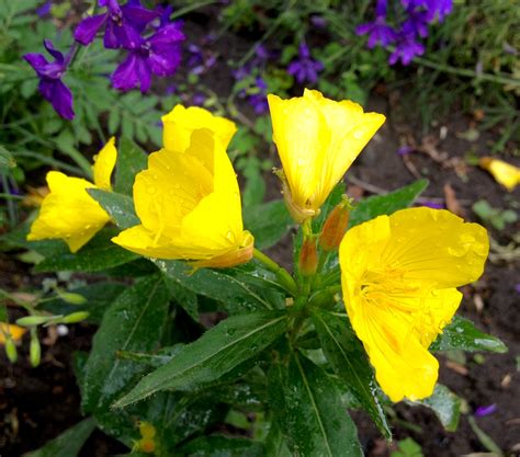 These perennials produce flowers in different colors including white, orange, yellow, oink and purple. Do you know the name of this yellow garden flower ...