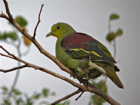 Sri Lanka Green Pigeon Treron Pompadora Thbe57224