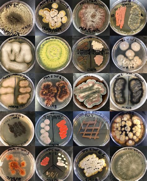 Deepening Diversity First In Depth Study Of Marine Fungi And Their