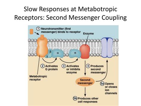 Ppt Ionotropic And Metabotropic Receptors Powerpoint Presentation Free Download Id 4070045