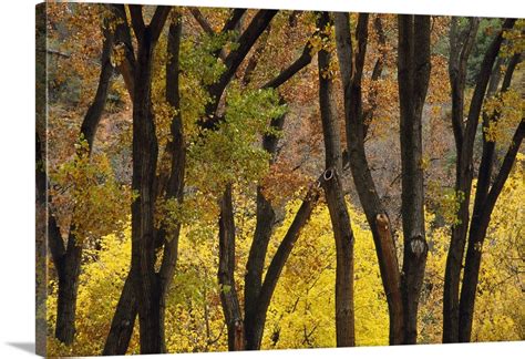 Autumn Color Cottonwood Trees Through Tree Trunks Wall Art Canvas