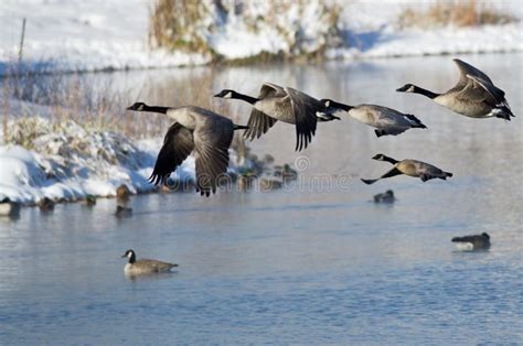 Canada Geese Taking To Flight From A Winter Lake Stock Photo Image Of