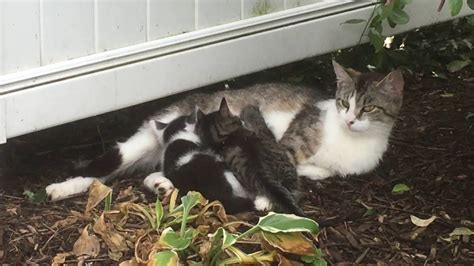 Mommy Cat And Her Cute Kittens Feeding Time Lucky Ferals
