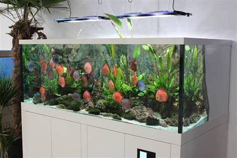 Diskus Aquarium Discus Fish Plants Plant Planets