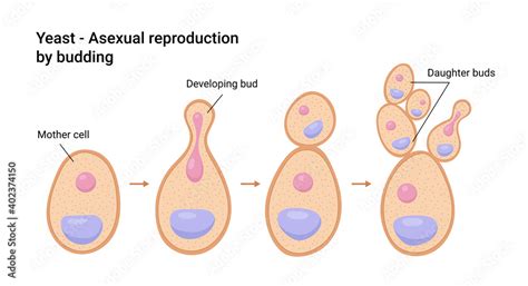 Vector Illustration Of Yeast Asexual Reproduction By Budding Vector De