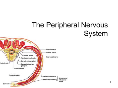 Lecture Peripheral Nervous System