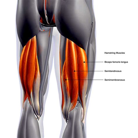 Leg Muscles Diagram Hamstring Illustrates The Dynamic Oscillatory