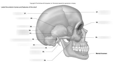 Label The Anterior Bones And Features Of The Skull 2 Diagram Quizlet