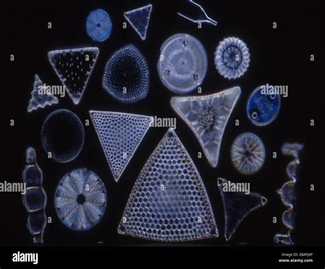 Diatoms From The Sea Under The Microscope 100x Stock Photo Alamy
