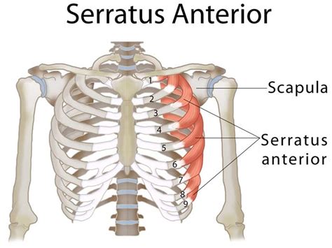 Diagram Showing The Origin And Insertion Of Serratus Anterior Muscle My Xxx Hot Girl