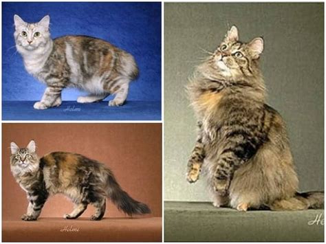 Cat6a is, for the most part, not that much different from cat6, but there are some differences worth noting. How To Tell The Difference Between Torbie, Tortie, Calico ...