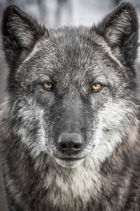 Credit P Warner National Geographic Wolf Husky Wolf Pup Husky