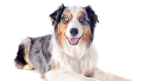 Are Australian Shepherds Aggressive Dogs What You Need To Know