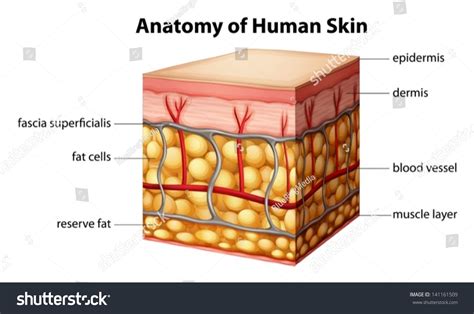 Human Skin Inside Structure Stock Illustration Illustration Of 4d5