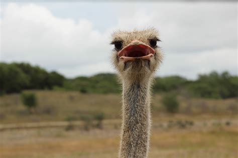 Get Your Head Out Of The Sand Ostriches Are Actually Pretty Amazing