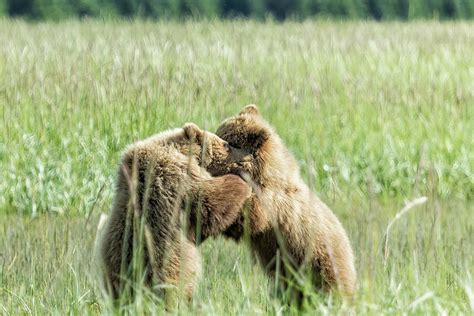 Brown Bear Cubs Wrestling Match Photograph By Belinda Greb Pixels