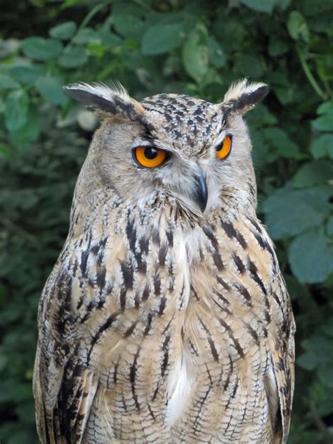 Everything You Wanted To Know About The Eurasian Eagle Owl
