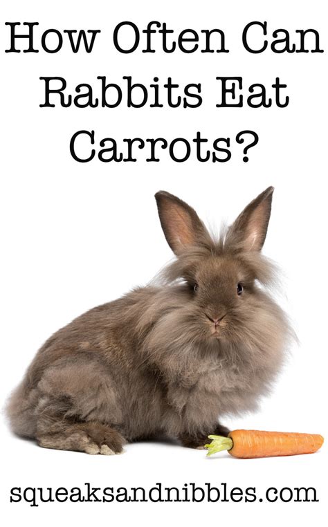 Can Rabbits Eat Carrots Daily Or Just As A Special Treat