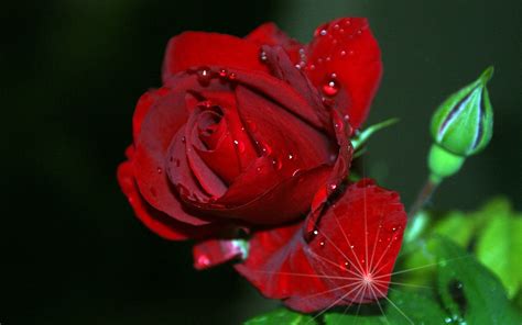 Hd Red Rose Wallpaper 73 Images