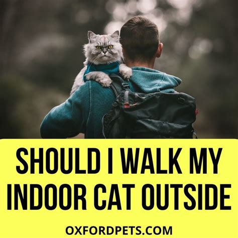 Should I Walk My Indoor Cat Outside10 Effective Tips Oxford Pets