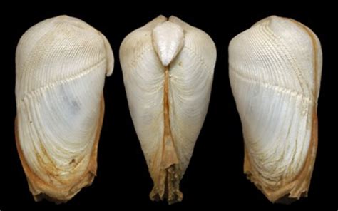 Pholadidea is a taxonomic genus of marine bivalve molluscs in the family pholadidae. Pholadidae pictures