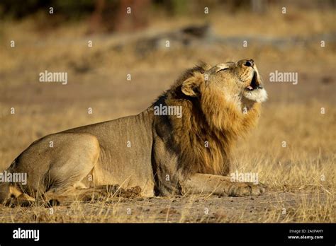 Male Lion Roaring Hi Res Stock Photography And Images Alamy