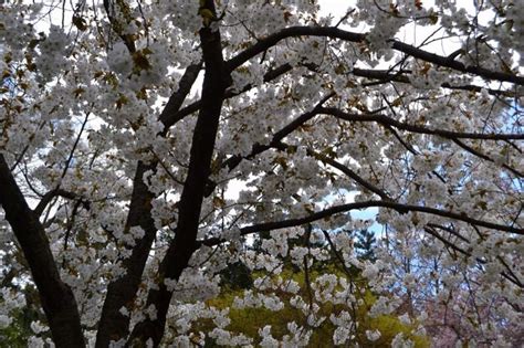 Brooklyn Cherry Blossoms Pretty Spring Botanical Garden