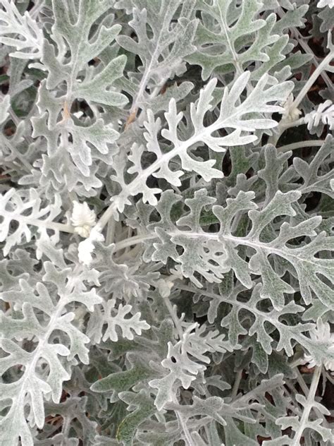 Dusty Miller This Looks Great When Its Small So Keep It Trimmed